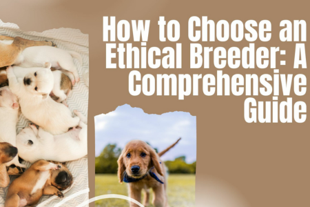 How to Choose an Ethical Breeder: A Comprehensive Guide