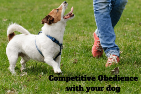 limitless canines dog training obedience competition trials