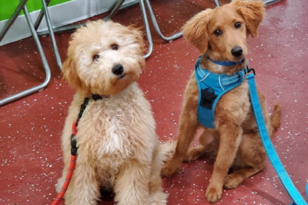 Goldendoodle Littermates