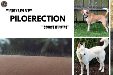 Examples of piloerection in people and dogs