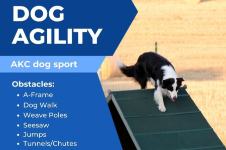 limitless canines agility