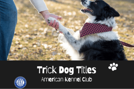 Limitless canines trick dog titles