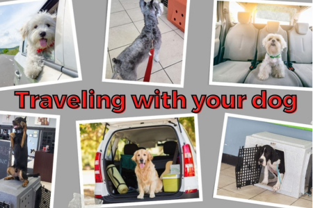 limitless canines traveling with your dog