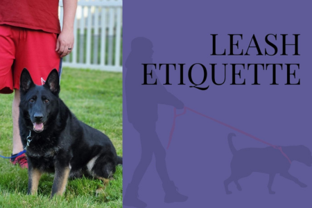 Limitless canines leash etiquette Sirius