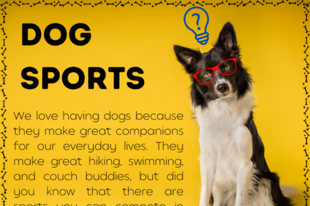 limitless canines dog sports