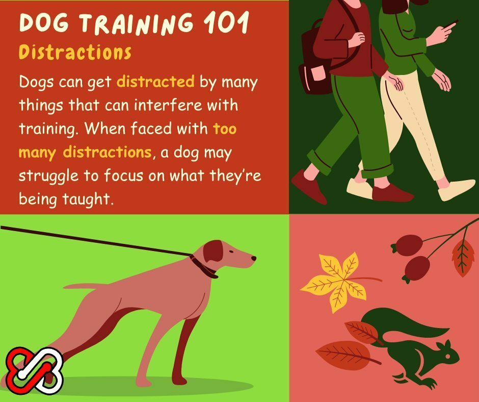 The Power of Distractions in Dog Training