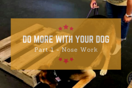 Do more with your dog, nose work with Zeus