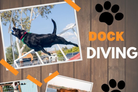 limitless canines dock diving dog sport